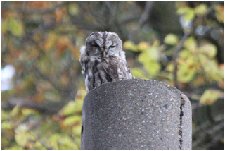 eulen-dd-18-01.png eulen-dd-18-01.png