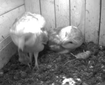 schleiereule_guckt_image_0.png schleiereule_guckt_image_0.png