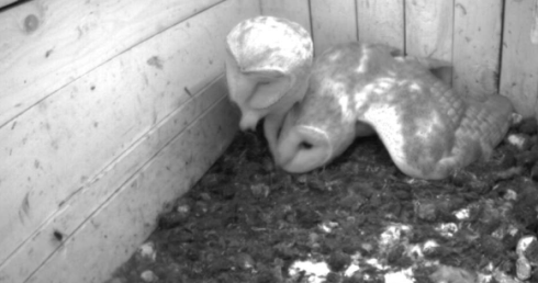 schleiereule_guckt_image_5.png schleiereule_guckt_image_5.png