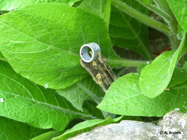 12.5._alex_brehm.jpg 12.5._alex_brehm.jpg