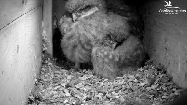 dongen-17-05-25.png dongen-17-05-25.png