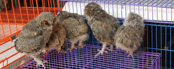 Abb. 3: Nicht identifizierte juvenile Zwergohreulen der Gattung Otus auf einem Vogelmarkt in Jakarta, Indonesien, am 12. Juni 2012.