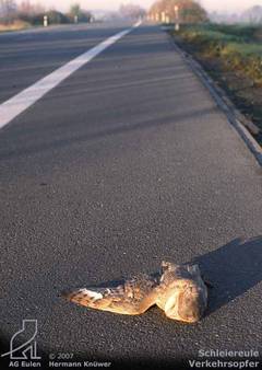 Schleiereule als Verkehrsopfer