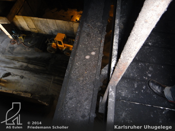 Uhu-Gelege auf einem Stahlträger unter der Dachkonstruktion der Halle 12 m über dem Boden.