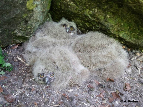 Überraschung im Wanderfalkenhorst: 3 junge Uhus