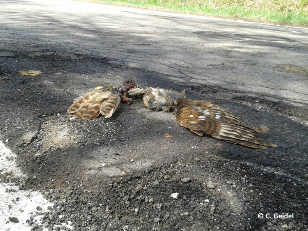 Die traurigen Überreste eines im Straßenverkehr umgekommenen Waldkauzes