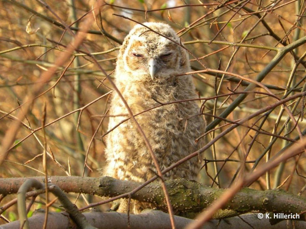 Waldkauzästling im Tageseinstand